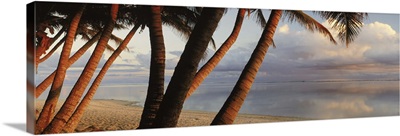Palm trees on the beach at sunset, Rarotonga, Cook Islands