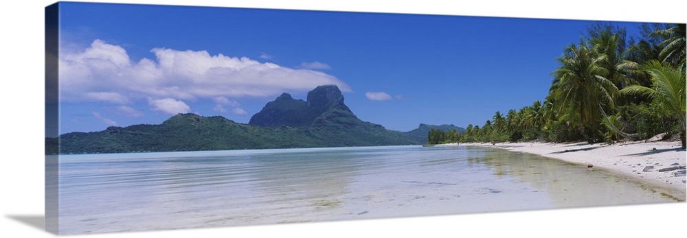 A panoramic photograph of a sandy beach crowded with palm trees  and rocky jungle mountains in the distance.