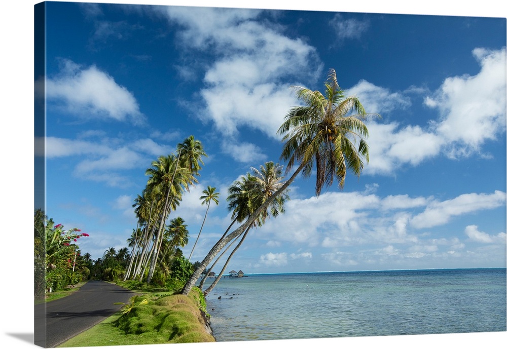 Palm trees on the beach, Bora Bora, Society Islands, French Polynesia