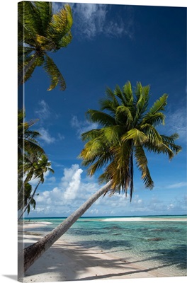 Palm trees on the beach, Bora Bora, Society Islands, French Polynesia