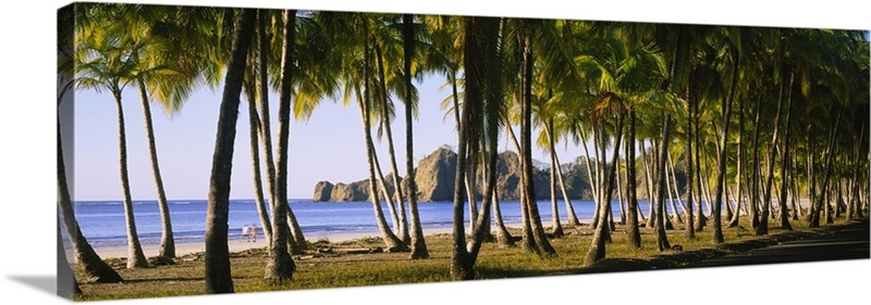 Palm trees on the beach, Carrillo Beach, Nicoya Peninsula, Guanacaste ...