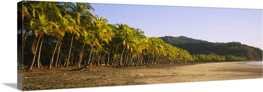 Palm trees on the beach, Carrillo Beach, Nicoya Peninsula, Guanacaste Province, Costa Rica