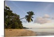 image thumbnail of Palm trees on the beach, Fairyland Beach, Mahe Island, Seychelles