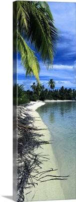 Palm trees on the beach, French Polynesia