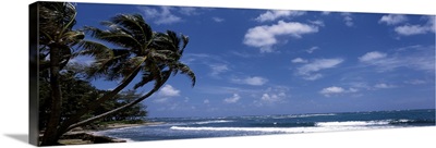 Palm trees on the beach, Hau'ula, Oahu, Hawaii
