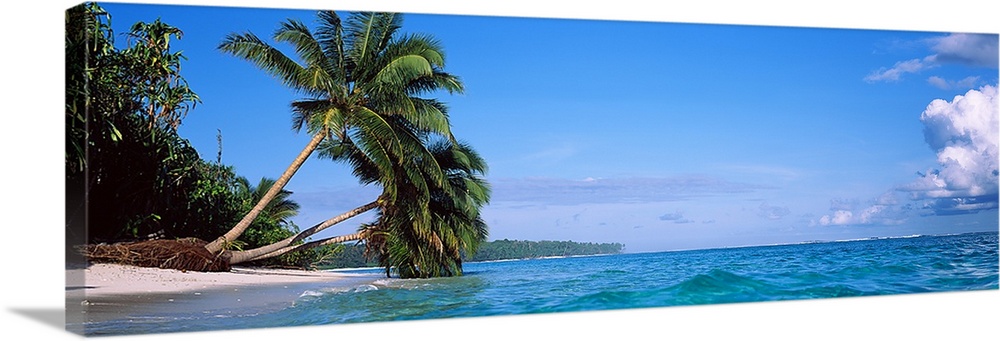 A panoramic photograph taken of large palm trees that stretch out over the ocean water and some that actually touch it.