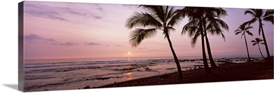 Palm trees on the beach, Keauhou, South Kona, Hawaii County, Hawaii
