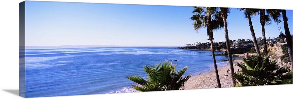 Palm trees on the beach, Laguna Beach, Orange County, California, USA