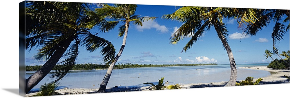 Panoramic photo of palm trees blowing in the wind by the crystal clear French Polynesian waters.