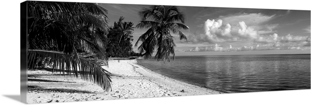 Palm trees on the beach, Matira Beach, Bora Bora, French Polynesia