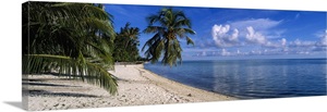 Palm trees on the beach, Matira Beach, Bora Bora, French Polynesia ...