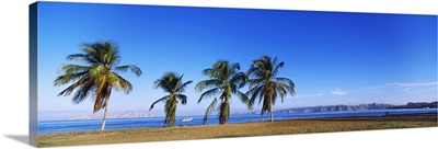 Palm trees on the beach Puerto La Cruz Anzoategui State Venezuela