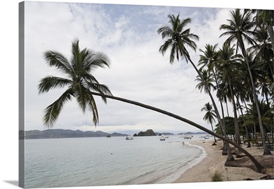 Palm trees on the beach, Puntarenas, Puntarenas Province, Costa Rica