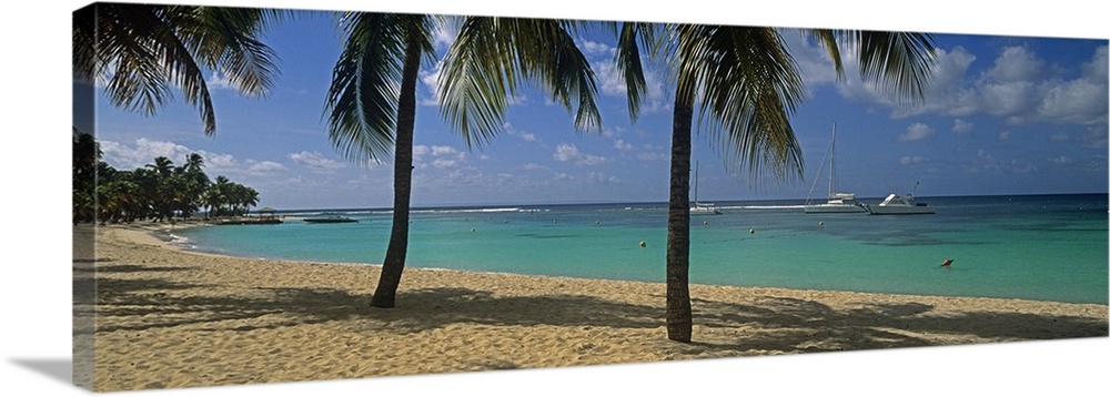 Big, panoramic photograph of palm trees swaying over Sainte Anne Beach, crystal blue waters in the background in Sainte An...