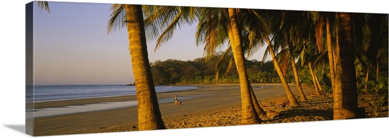 Palm trees on the beach, Samara Beach, Guanacaste Province, Costa Rica ...