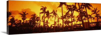 Palm trees on the beach, The Setai Hotel, South Beach, Miami Beach, Florida