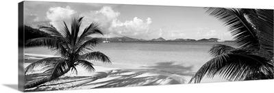 Palm trees on the beach, US Virgin Islands