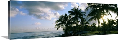 Palm trees on the beach, Varadero beach, Varadero, Matanzas, Cuba