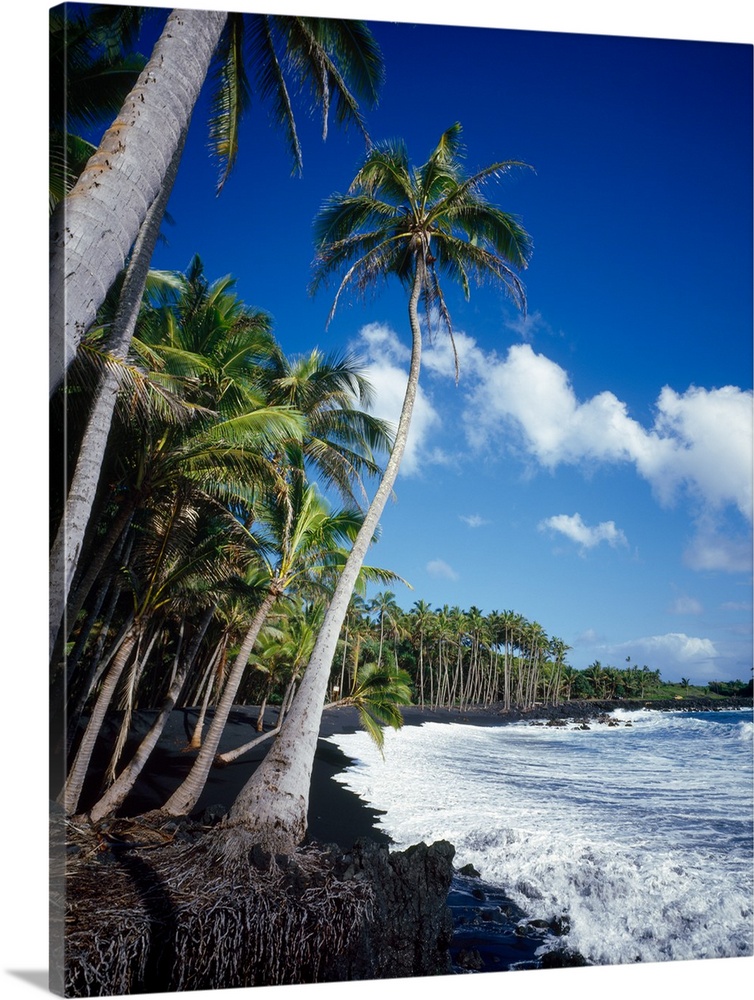 Palm trees on the black sand beach, Hawaii, USA
