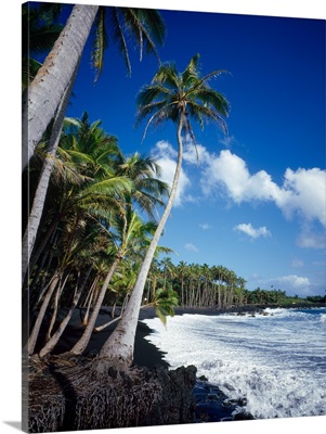 Palm trees on the black sand beach, Hawaii