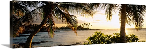 Palm trees on the coast, Kohala Coast, Big Island, Hawaii | Great Big ...