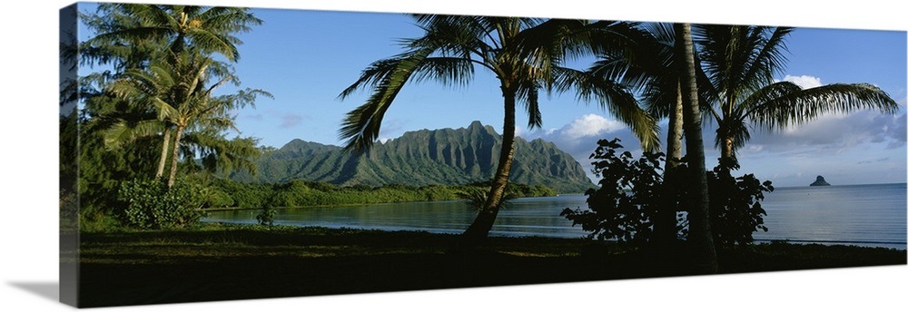 Palm trees on the waterfront, Kaneohe Bay, Oahu, Hawaii Wall Art ...