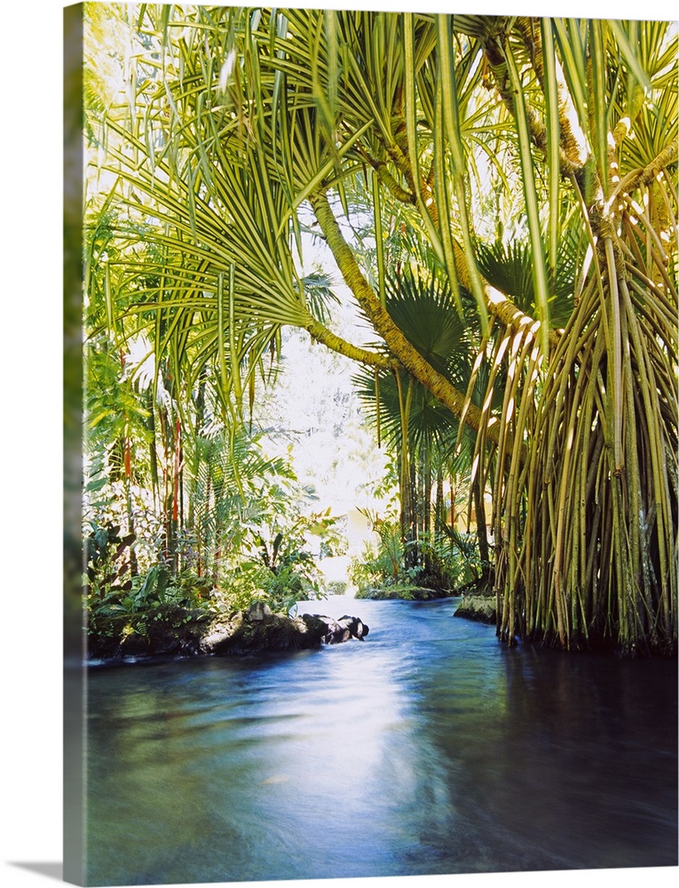 Palm trees stretch out and hang over a hot spring in Costa Rica.
