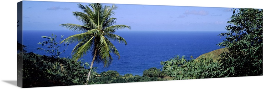 Palm Trees Tobago Caribbean Sea