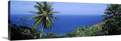 Palm Trees Tobago Caribbean Sea