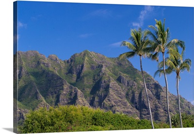 Palm trees with mountain range in the background, Tahiti, French Polynesia