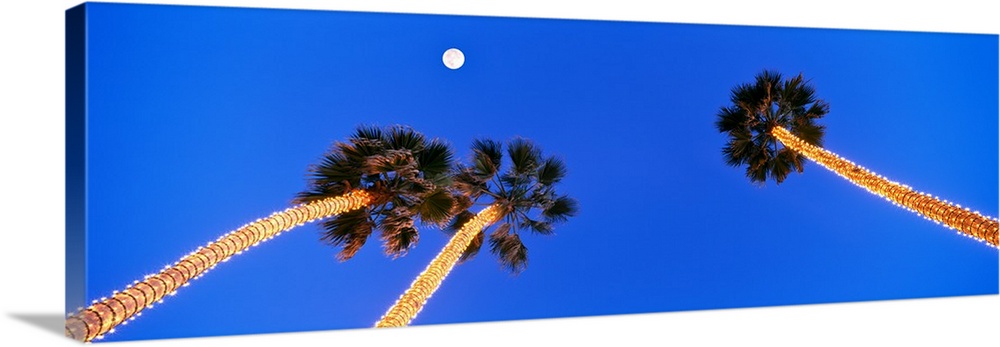 Palm trees wrapped with white lights look upward towards a full moon, Pacific Beach, San Diego, San Diego County, Californ...