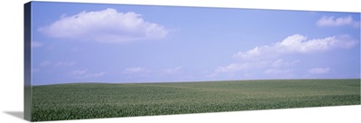 Panoramic view of cornfields, Iowa