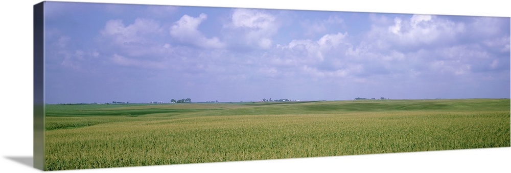 Giant horizontal photograph of a vast, green cornfield beneath a light blue sky, in Iowa.