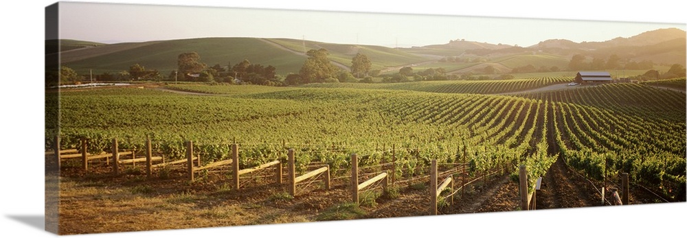 This decorative wall art is a photograph of grapes growing in a field.