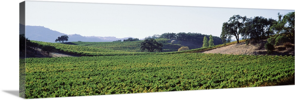 Panoramic view of vineyards, Napa Valley, California