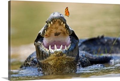 Pantanal caiman with butterfly perched on tip of snout, Brazil