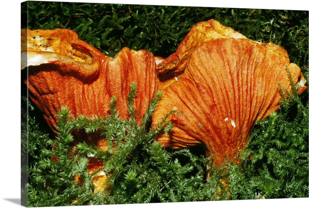 Parasitic Lobster Mushrooms (Hypomyces Lactifluorum)