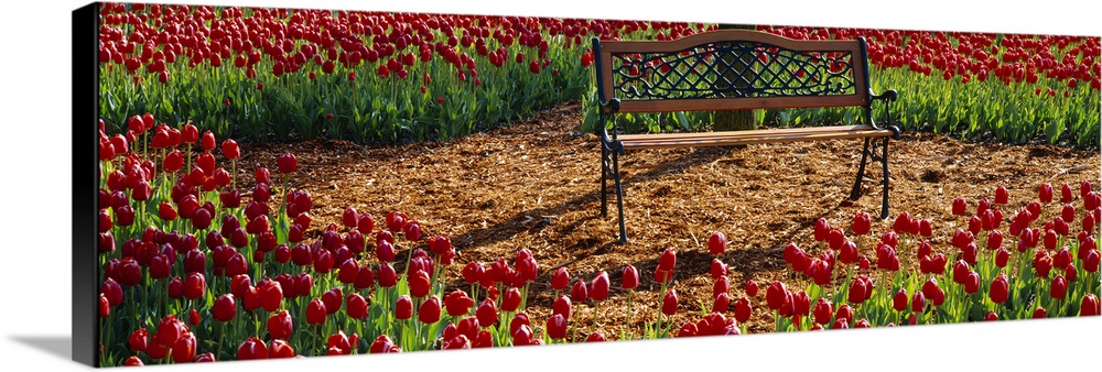 Park bench surrounded by Tulips, Grand Rapids, Michigan
