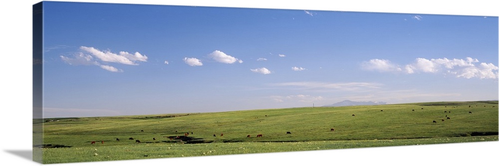 Pasture on a landscape, Pikes Peak, Douglas County, Colorado