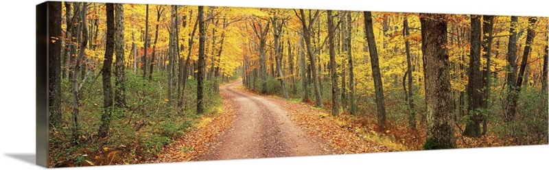 Path Hickory Run State Park PA | Great Big Canvas