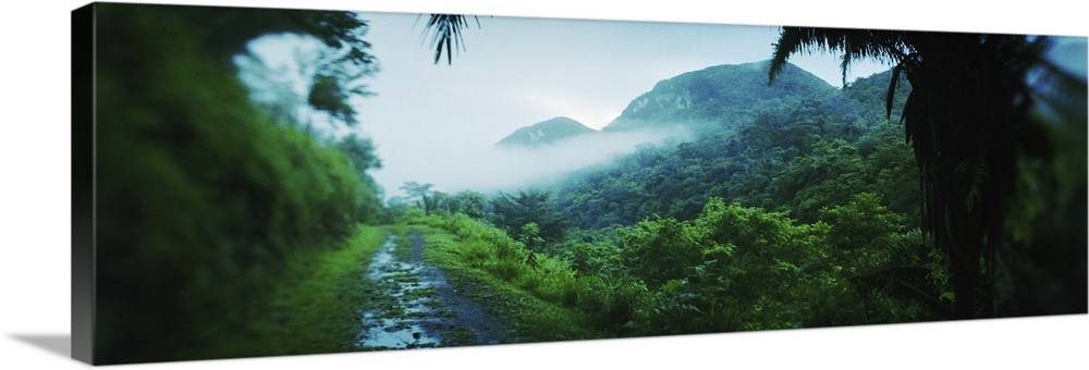 This is a panoramic photograph with blurred vignettes around the edges showing a muddy pathway through a tropical jungle.