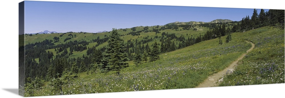 Path on a field, Alpine meadow, Manning Provincial Park, British Columbia, Canada