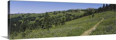 Path on a field, Alpine meadow, Manning Provincial Park, British Columbia, Canada