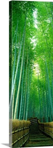 Path Through Bamboo Forest Kyoto Japan image thumbnail