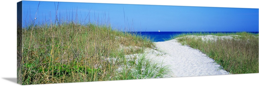 Panoramic photo print of large sand dunes with sea grass and a sandy path in the middle leading to the ocean that has a sa...