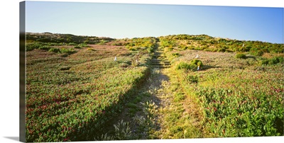 Pathway in a field, Anacapa Island, Channel Islands National Park, California