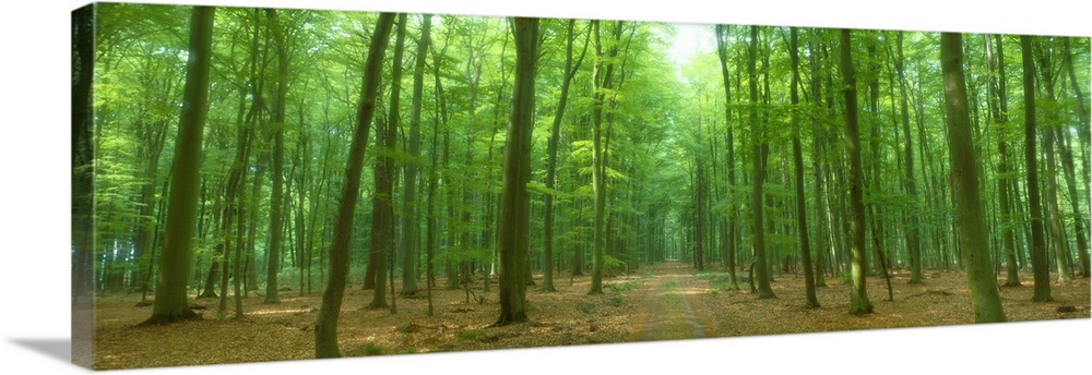 Pathway Through Forest Mastatten Germany