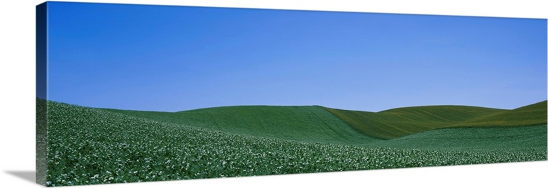 Pea Field On A Rolling Landscape, Whitman County, Washington State Wall 