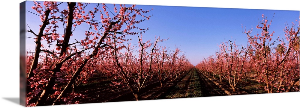 Peach trees in an orchard, Central Valley, California,