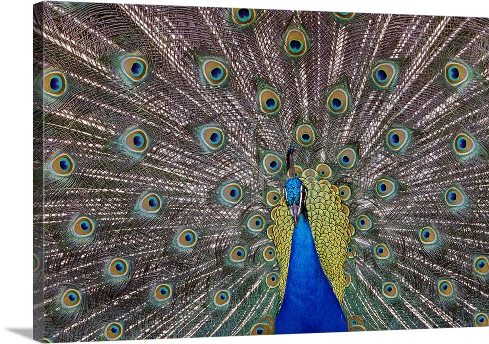 Landscape, large, close up photograph of a peacock with its colorful feathers spread out.